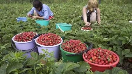 Preselecţie pentru culegătorii de căpşuni. Se caută 40 de persoane cu experienţă