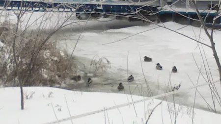 Dunărea îngheţată la Brăila VIDEO