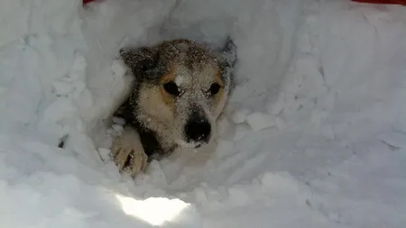IMAGINI CUTREMURĂTOARE. Câinii din adăposturile de la Glina şi Lehliu, îngropaţi de vii în zăpadă