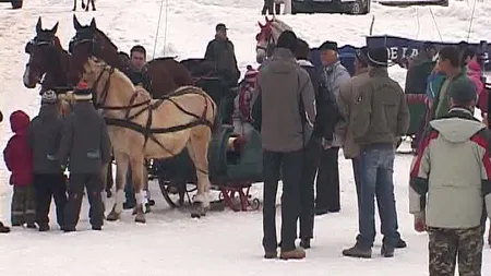 Senzaţie cu cai şi câini de rasă la primul concurs hipic din Harghita VIDEO