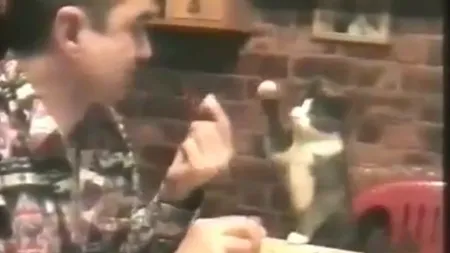 Pisicuţa pofticioasă: Îi cere stăpânului să îi dea de mâncare, prin semne VIDEO