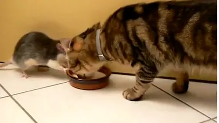 Prietenie inedită: O pisică şi un şoricel împart un castron cu lapte VIDEO