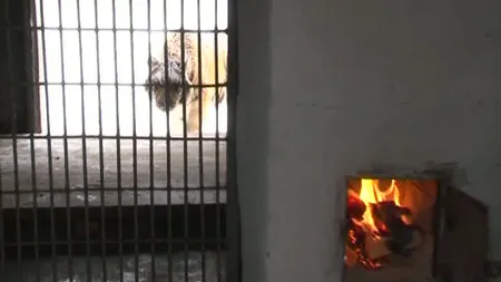 Sobe cu lemne în cuştile maimulţelor de la Zoo Piteşti VIDEO