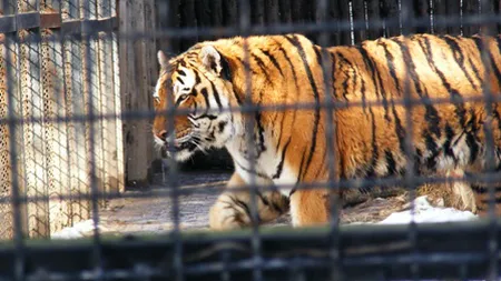 Garduri electrice şi camere video la Grădina Zoologică din Sibiu