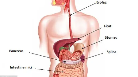 SUA: O fetiţă bolnavă de cancer a primit şase organe noi. Vezi cum arată VIDEO