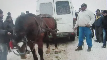 Cal pus să tragă un microbuz. Imagini şocante filmate într-un sat din Sibiu