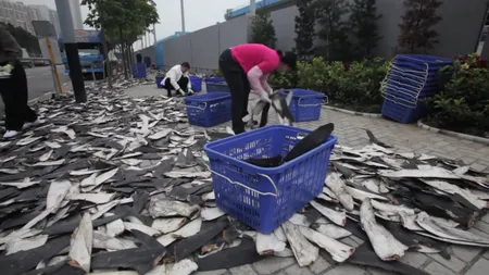 Peste 100 de milioane de rechini mor în chinuri, în fiecare an, pentru supele de aripioare VIDEO