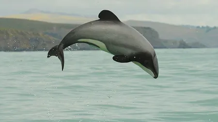 Cel mai mic şi mai rar delfin din lume, pe cale de dispariţie