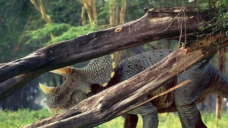 Triceratopsul şi Torosaurus, două specii diferite de dinozaur, nu una singură
