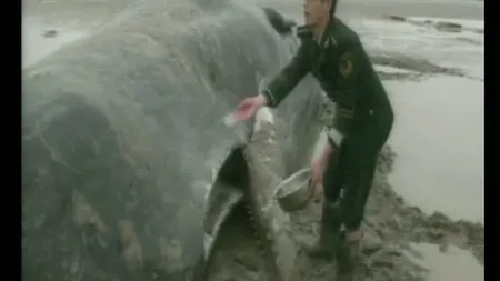 Patru balene au eşuat pe o plajă din China