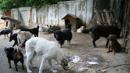 ŞOCANT. Bărbat devorat de zeci de câini. Poliţiştii au mai găsit doar câteva bucăţi din el