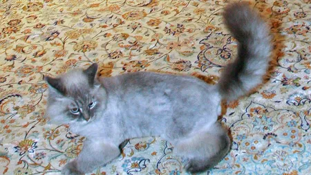 Pisica prezidenţială Dorofei nu a dispărut! Medvedev a confirmat vestea pe Twitter