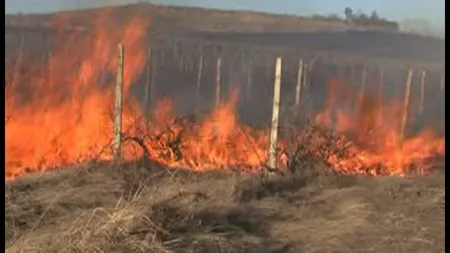 30 de hectare de vegetaţie uscată dintr-o fostă vie au ars în Mehedinţi
