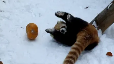 Un panda roşu se luptă cu un dovleac VIDEO