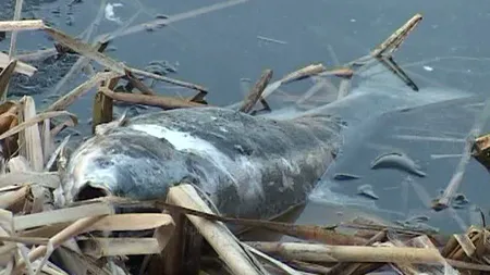 Sute de peşti au murit după ce au rămas blocaţi sub gheaţa de pe lac VIDEO