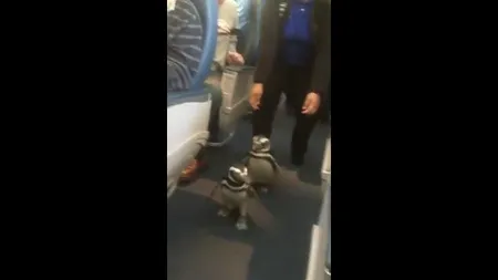 Cine spune că pinguinii nu pot zbura? Două păsări se plimbă cu avionul VIDEO