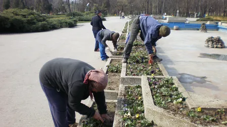 Peste 400.000 de flori vor fi plantate în parcurile bucureştene până la finalul lunii mai