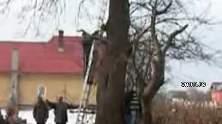 Scandal în Maramureş din cauza copacilor din cimitir VIDEO