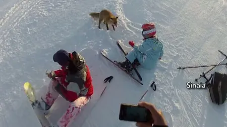 Vulpea păcălită cu ciocolată. Animalul sălbatic, prietenul turiştilor din Sibiu VIDEO