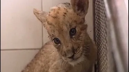 Un tigon, noua atracţie a unei grădini zoologice din China VIDEO