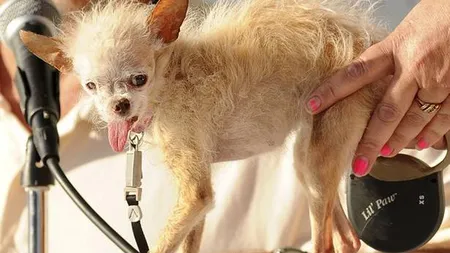 Cel mai urât câine din lume, Yoda, a murit la 15 ani