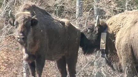 Zi mare pentru fauna din România: Cinci zimbri au fost eliberaţi în pădurile din Neamţ VIDEO