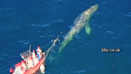 O balenă a fost descoperită prinsă într-o plasă de pescuit în California VIDEO