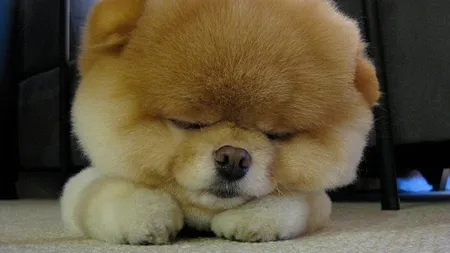 Boo, cel mai drăguţ căţel din lume, a fost ucis. Pe Twitter