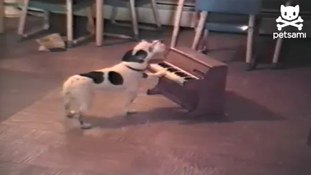 Un câine talentat: A ajuns vedetă pe YouTube cântând la pian VIDEO
