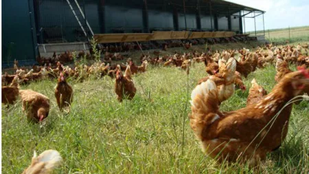 Ouăle produse de găinile nestresate, la mare căutare