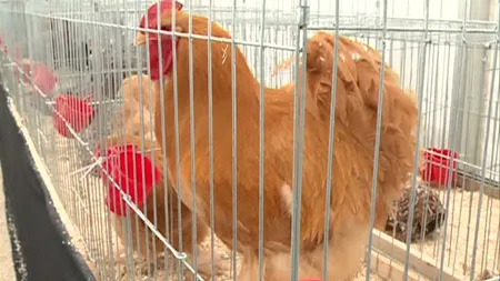 Găini de mătase, porumbei ornamentali şi iepuri la Târgul din Capitală VIDEO