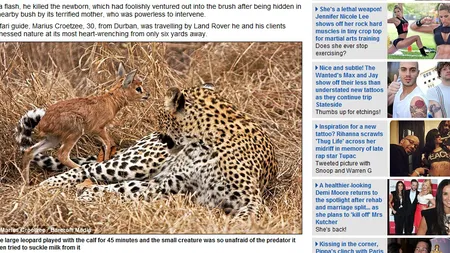Prietenie contra naturii între un leopard şi un pui de antilopă pitică FOTO