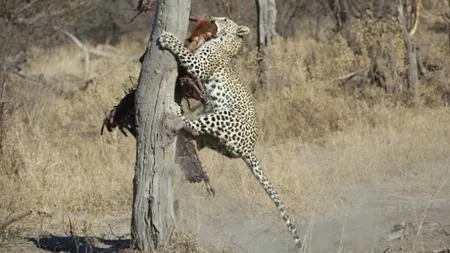 Imagini inedite: Un leopard a furat prada unei haite întregi de hiene