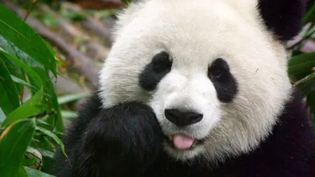 Întâmpinare regală pentru doi panda, la o grădină zoologică din China VIDEO