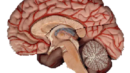 4 cauze care îţi încetinesc şi distrug creierul