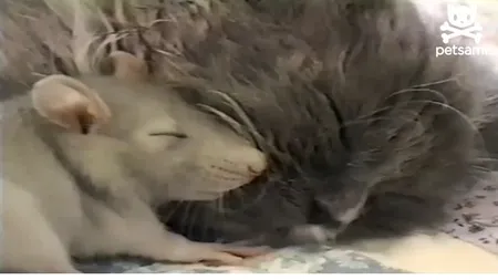 O relaţie inedită între un şoarece şi o pisică: Dorm împreună în pat VIDEO