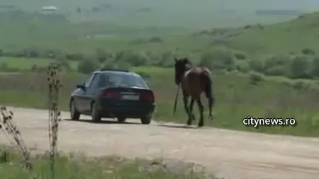 Numai în România se poate întâmpla: Un cal, tras de maşină VIDEO