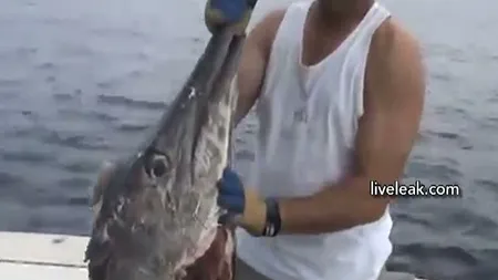 Captură SURPRIZĂ pentru pescari: Au prins un MONSTRU în loc de peşte VIDEO