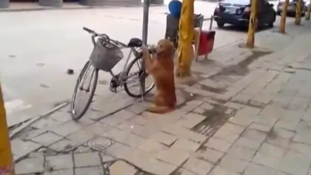 Cum păzeşte un căţel bicicleta stăpânului VIDEO