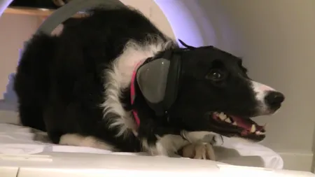 EXPERIMENTUL INEDIT care arată ce este în mintea unui câine VIDEO