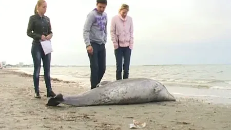 Delfin mort, găsit pe plajă la Constanţa VIDEO