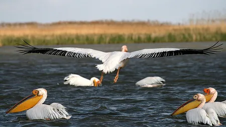 Ziua Internaţională a Biodiversităţii, sărbătorită pe 22 mai: Viaţa marină, tema de anul acesta