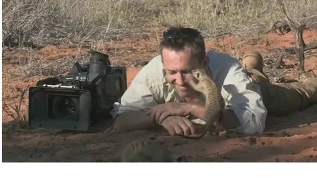 EMOŢIONANT: Un jurnalist a fost «adoptat» de o familie de suricate
