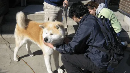 Călătoriile incredibile ale animalelor, pentru a ajunge acasă: Un akita a învins tsunamiul