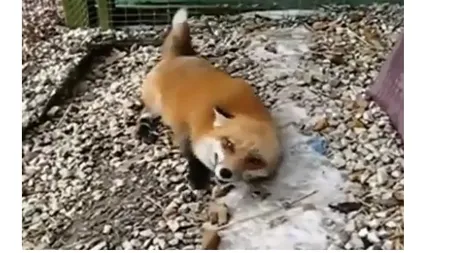 Cea mai fericită vulpiţă din lume VIDEO