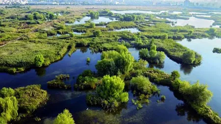 Vidre în Bucureşti: Animalul, fotografiat în Delta Văcăreşti FOTO