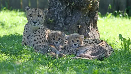 Doi gheparzi au evadat, marţi, de la grădina zoologică din Salzburg