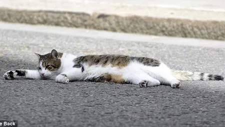 Lene mare: Pisica premierului britanic zace în mijlocul străzii FOTO