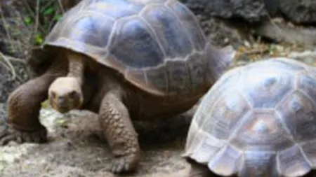 Două broaşte ţestoase vor să divorţeze după 115 ani de 