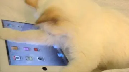 Karl Lagerfeld, NEBUN după feline. Pisica designerului are iPad şi două menajere